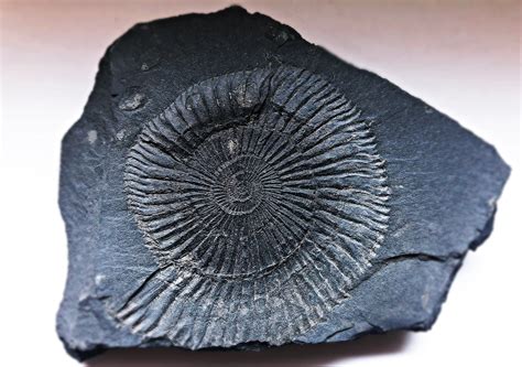 fossil imprint